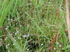Eriocaulon nepalense