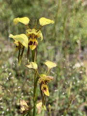 Diuris sulphurea