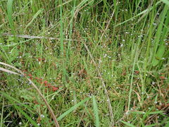 Eriocaulon nepalense