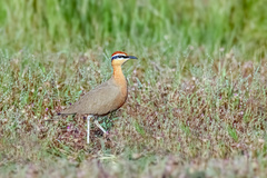 Cursorius coromandelicus