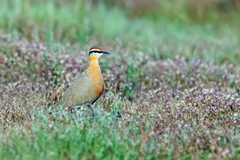 Cursorius coromandelicus