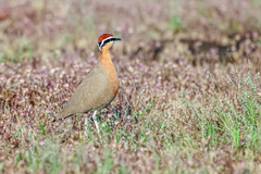 Cursorius coromandelicus