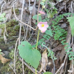 Begonia bulbillifera