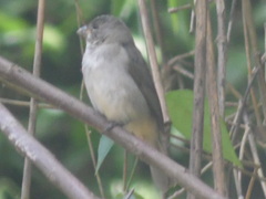 Sporophila