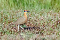 Cursorius coromandelicus