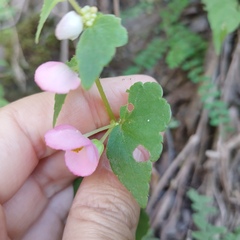 Begonia bulbillifera