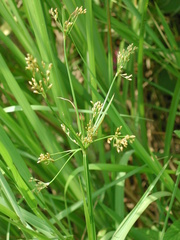 Fimbristylis quinquangularis