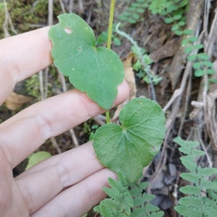 Begonia bulbillifera