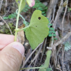 Begonia bulbillifera
