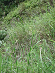 Fimbristylis quinquangularis