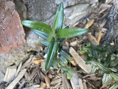 Oleaceae