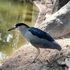 Nycticorax nycticorax