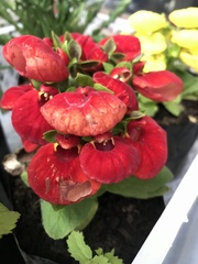 Calceolaria × herbeohybrida