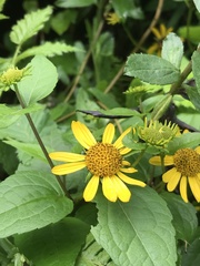 Leptocarpha rivularis