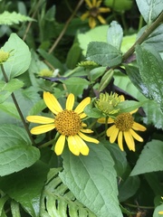 Leptocarpha rivularis