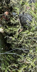 Rhynchostegium confertum