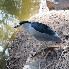 Nycticorax nycticorax