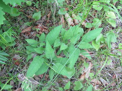 Patrinia scabiosifolia