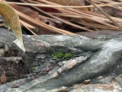 Didymodon