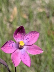 Thelymitra × irregularis