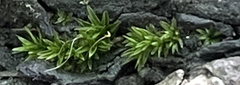 Didymodon