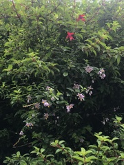 Solanum valdiviense