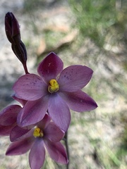 Thelymitra × irregularis