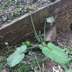 Xanthosoma robustum