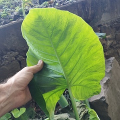 Xanthosoma robustum