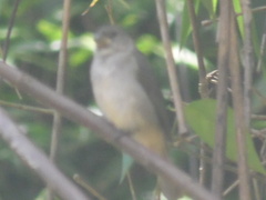 Sporophila