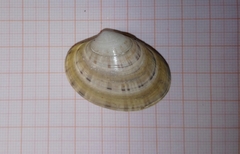 Ezocallista brevisiphonata