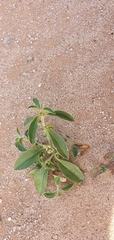 Ditaxis serrata