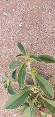 Ditaxis serrata