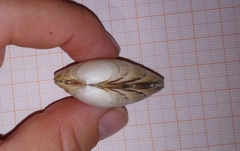 Ezocallista brevisiphonata