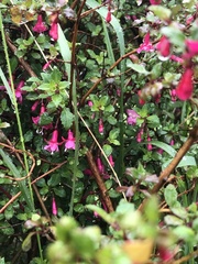 Fuchsia microphylla