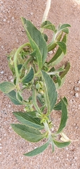Ditaxis serrata