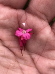 Fuchsia microphylla