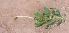 Ditaxis serrata