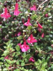 Fuchsia microphylla