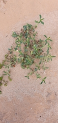 Ditaxis serrata