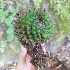 Mammillaria gigantea