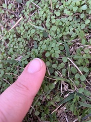 Dichondra carolinensis