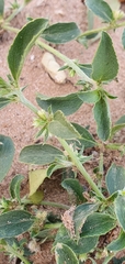 Ditaxis serrata