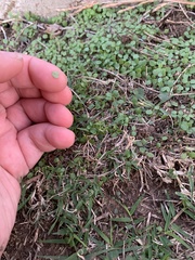 Dichondra carolinensis