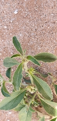 Ditaxis serrata