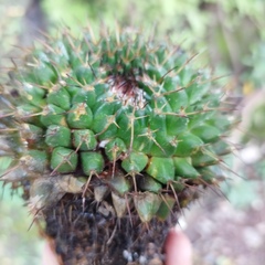 Mammillaria gigantea