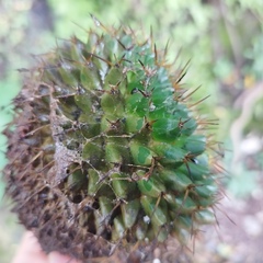 Mammillaria gigantea