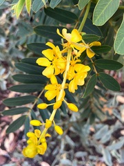 Senna artemisioides