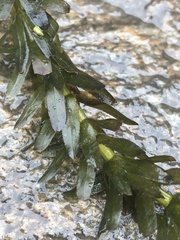 Egeria densa