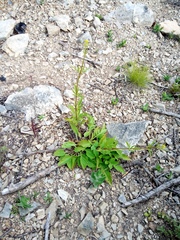 Patrinia scabiosifolia